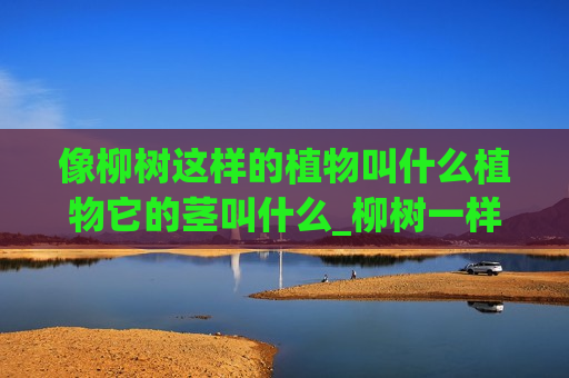 像柳树这样的植物叫什么植物它的茎叫什么_柳树一样的盆栽植物