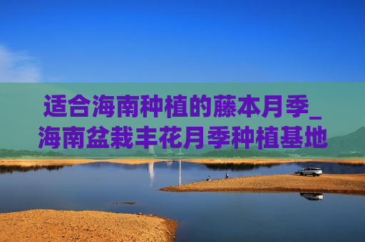 适合海南种植的藤本月季_海南盆栽丰花月季种植基地