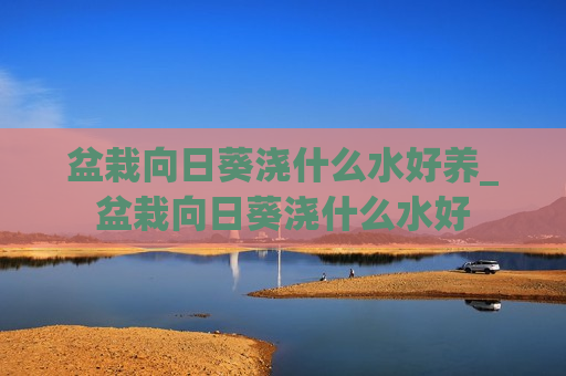 盆栽向日葵浇什么水好养_盆栽向日葵浇什么水好