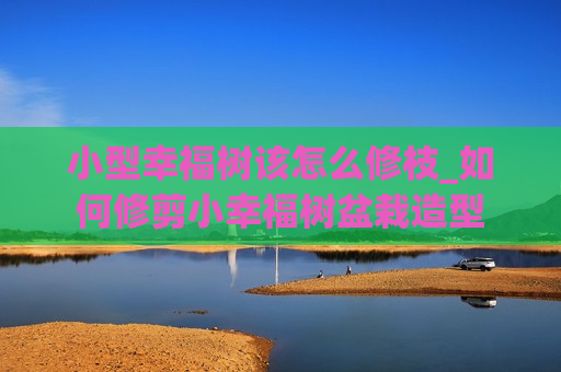 小型幸福树该怎么修枝_如何修剪小幸福树盆栽造型