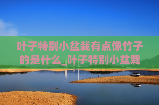 叶子特别小盆栽有点像竹子的是什么_叶子特别小盆栽有点像竹子