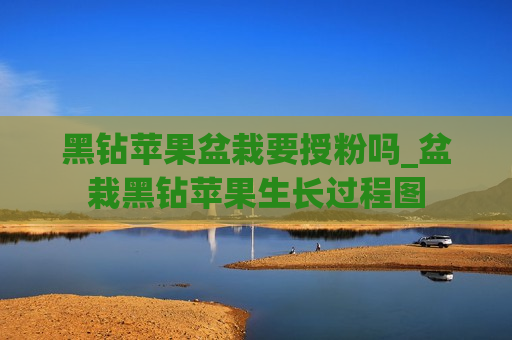 黑钻苹果盆栽要授粉吗_盆栽黑钻苹果生长过程图